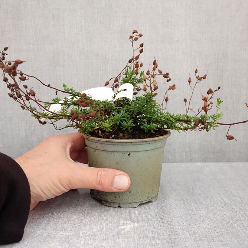 Exemplaar van Daboecia cantabrica Cupido - Ierse heide Pot van 10 cm/11 cm zoals geleverd in de herfst