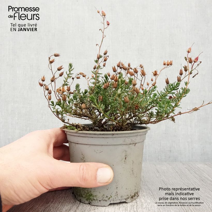 Exemplaar van Daboecia cantabrica Cupido - Bruyère de Saint Daboec Pot de 12 cm / 13 cm zoals geleverd in de winter