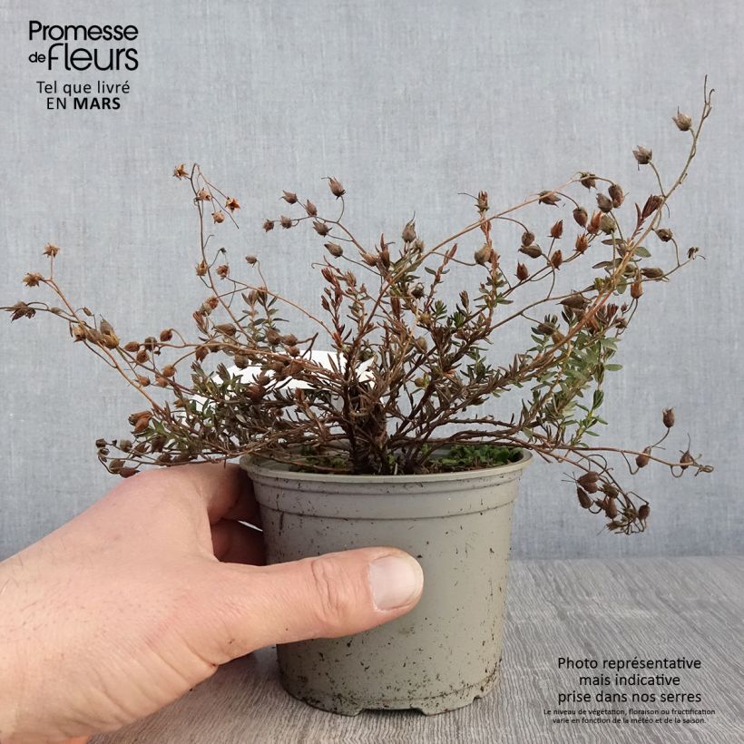 Exemplaar van Daboecia cantabrica Cupido - Ierse heide Pot van 12 cm / 13 cm zoals geleverd in de lente