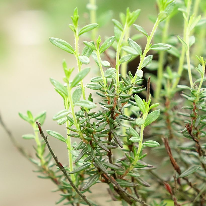Daboecia cantabrica Purpurea - Ierse heide (Blad)