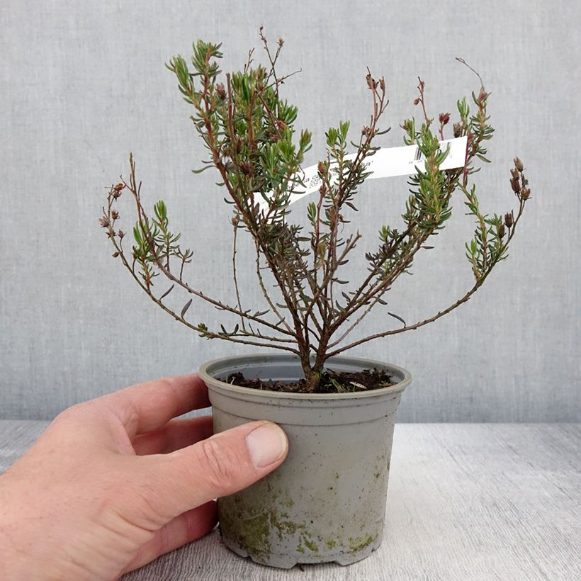 Exemplaar van Daboecia cantabrica Vanessa - Ierse heide Pot van 12 cm / 13 cm zoals geleverd in de lente