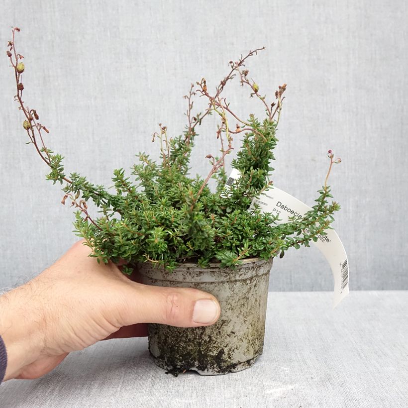 Exemplaar van Daboecia scotica Goscote - Ierse heide Pot van 10 cm/11 cm zoals geleverd in de herfst