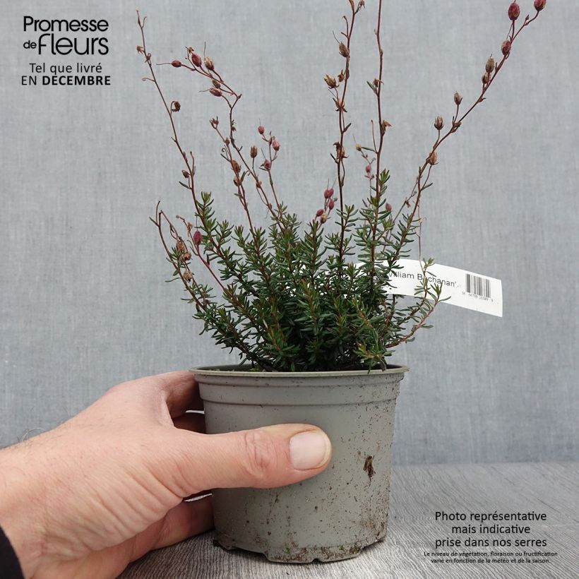 Exemplaar van Daboecia scotica William Buchanan - Ierse heide Pot van 10 cm/11 cm zoals geleverd in de herfst