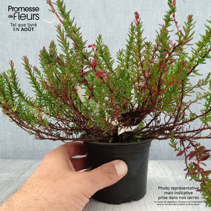 Exemplaar van Daboecia scotica William Buchanan - Ierse heide Pot van 12 cm / 13 cm zoals geleverd in de zomer