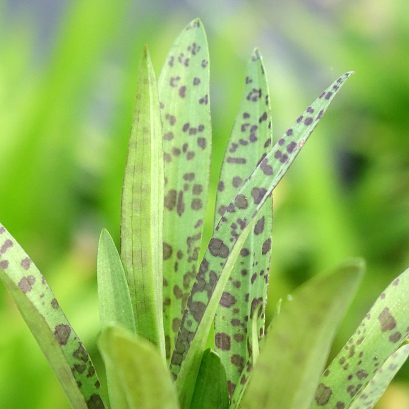 Dactylorhiza alpestris - Brede orchis (Blad)
