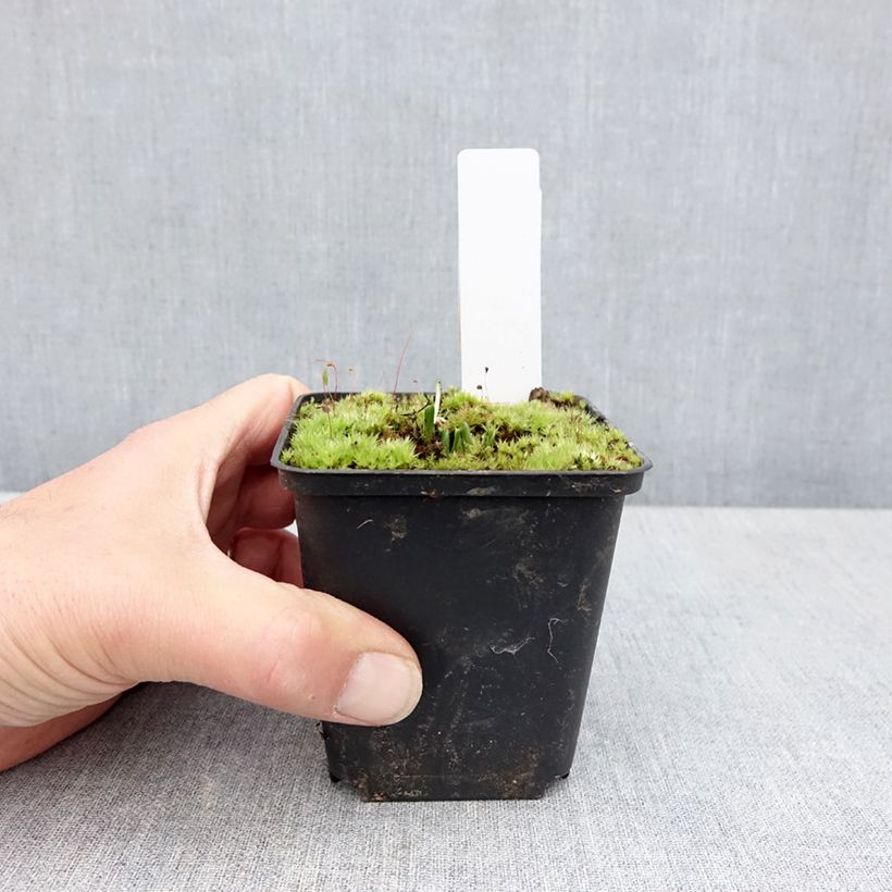 Exemplaar van Dactylorhiza foliorella - Handekenskruid Kweekpotje van 8/9 cm zoals geleverd in de lente