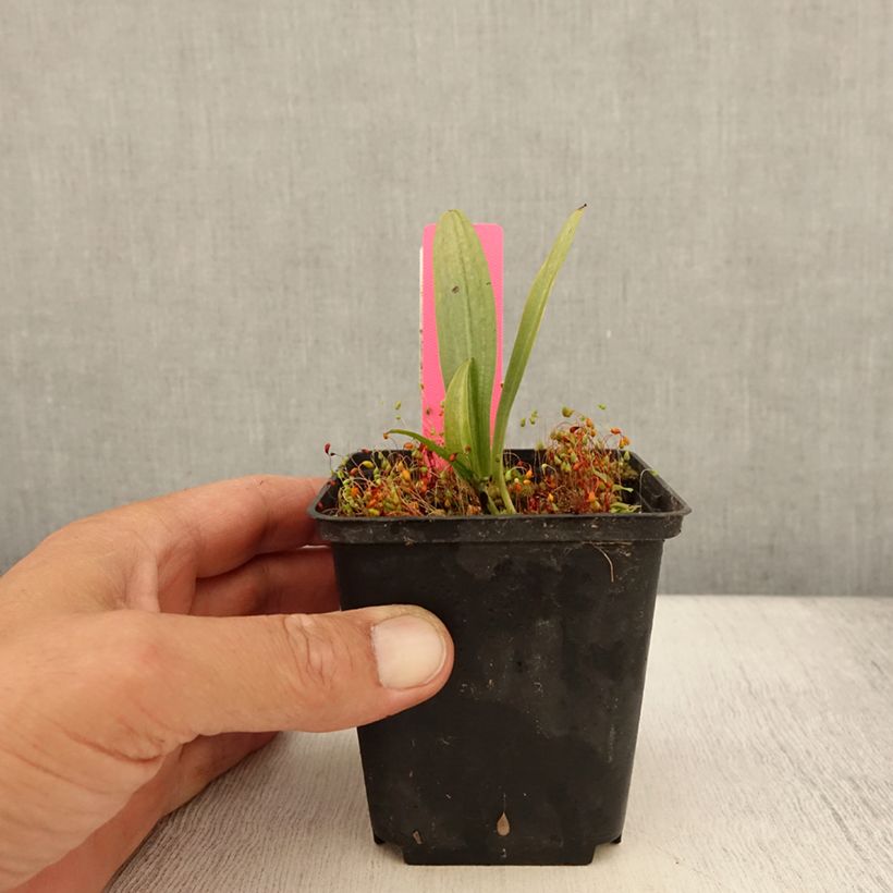 Exemplaar van Dactylorhiza fuchsii - Bosorchis Kweekpotje van 8/9 cm zoals geleverd in de zomer