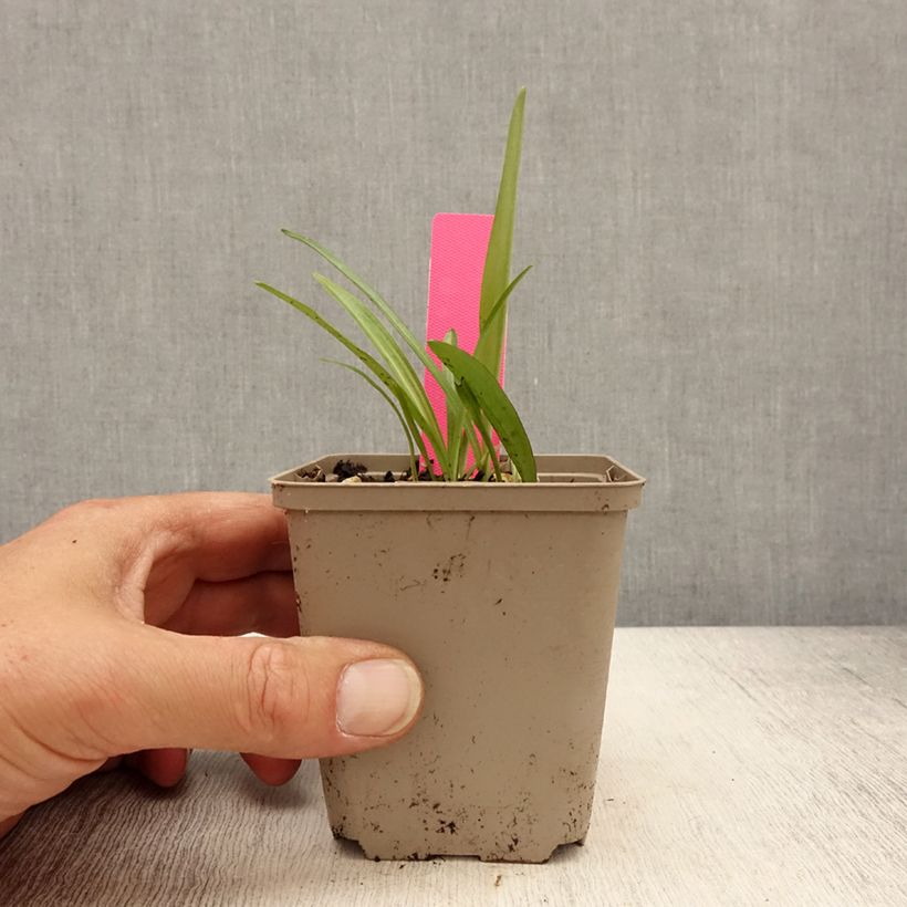 Exemplaar van Dactylorhiza fuchsii - Bosorchis Kweekpotje van 8/9 cm zoals geleverd in de lente