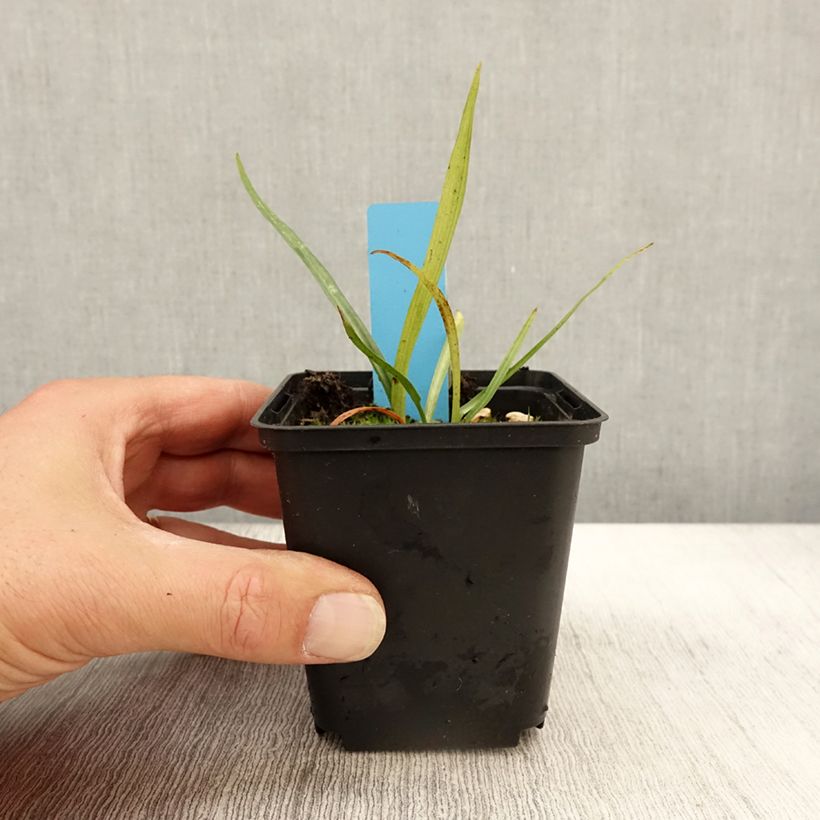 Exemplaar van Dactylorhiza praetermissa - Rietorchis Kweekpotje van 8/9 cm zoals geleverd in de herfst