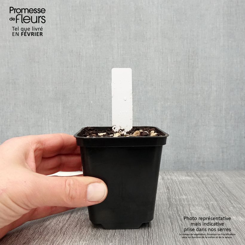 Exemplaar van Dactylorhiza praetermissa - Rietorchis Kweekpotje van 8/9 cm zoals geleverd in de winter