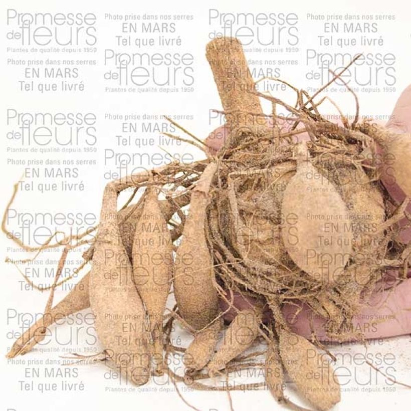 Voorbeeld van een exemplaar van Dahlia Blue Bayou - Anemoondahlia Bol size I zoals geleverd