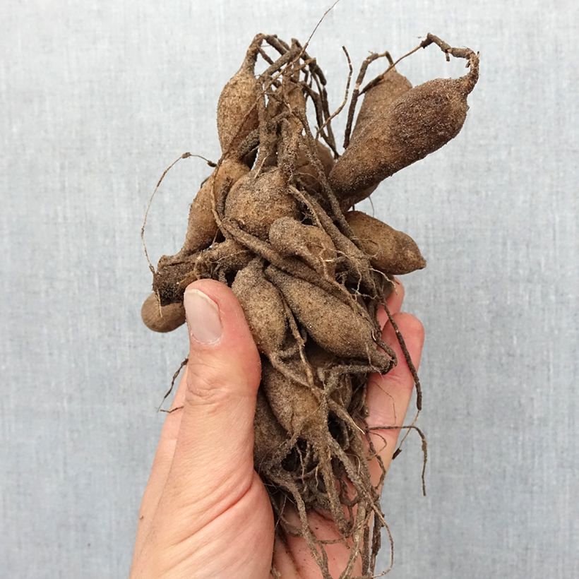 Exemplaar van Dahlia Mambo Anemoonbloemige - dahlia Bol kaliber I zoals geleverd in de lente