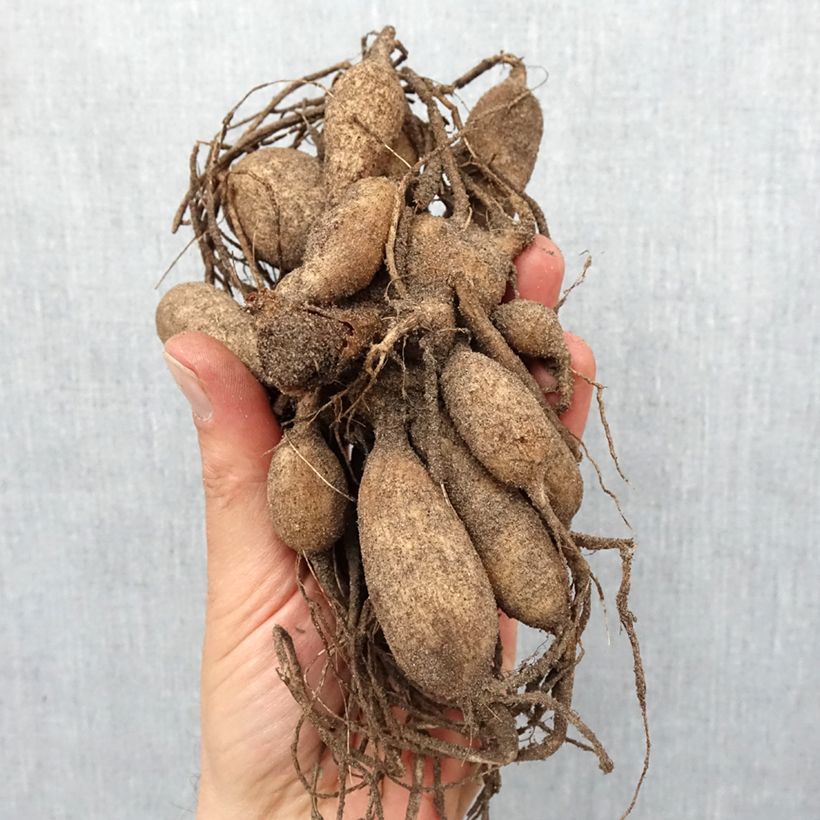 Exemplaar van Dahlia Que Sera - Anemoondahlia Bol kaliber I zoals geleverd in de lente