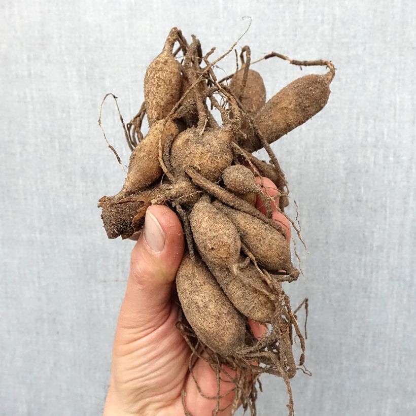 Exemplaar van Dahlia Speech - Anemoonbloemige dahlia Bol kaliber I zoals geleverd in de lente