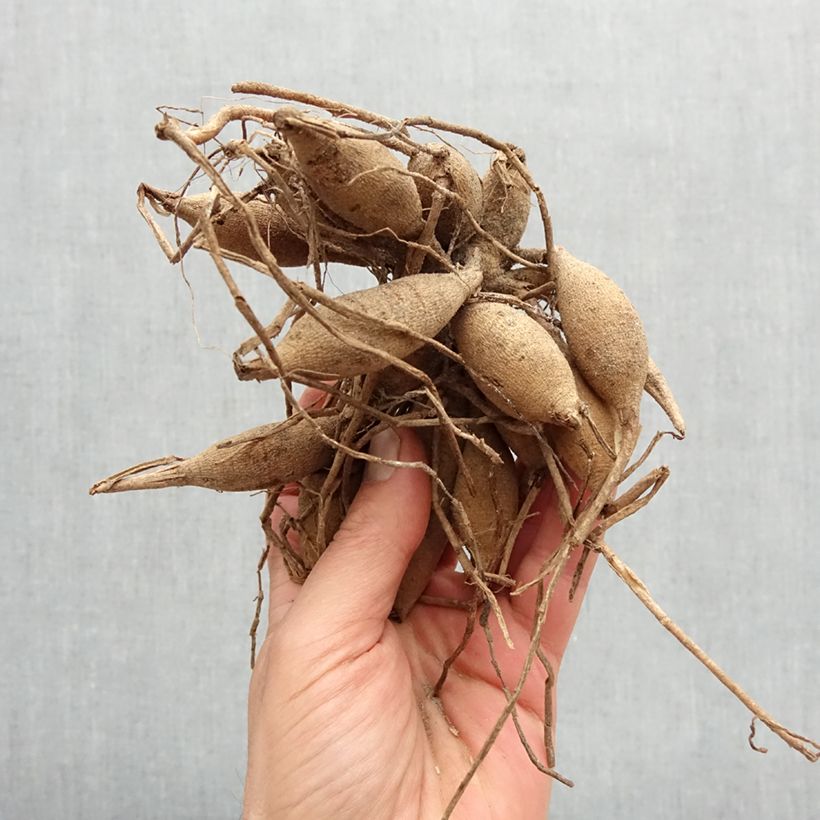 Exemplaar van Dahlia Amber Crystal - cactusdahlia Bol kaliber I zoals geleverd in de lente