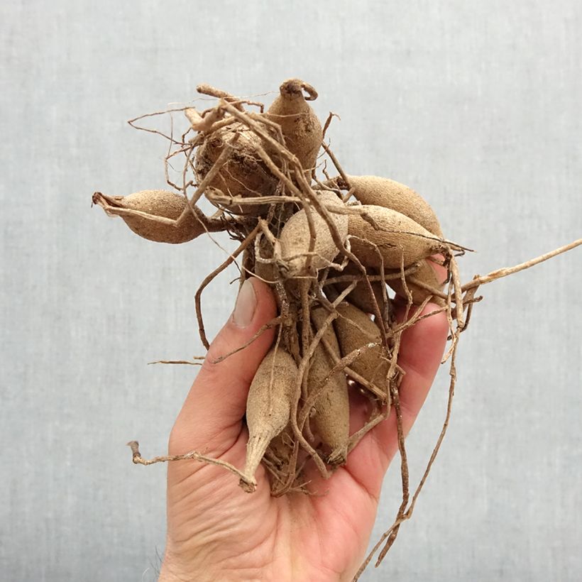 Exemplaar van Dahlia Genova - baldahlia Bol size I zoals geleverd in de lente