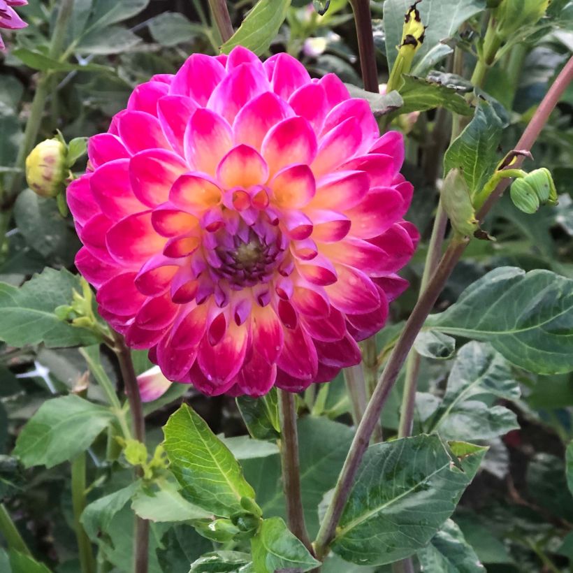 Dahlia Hapet Daydream - baldahlia (Bloei)