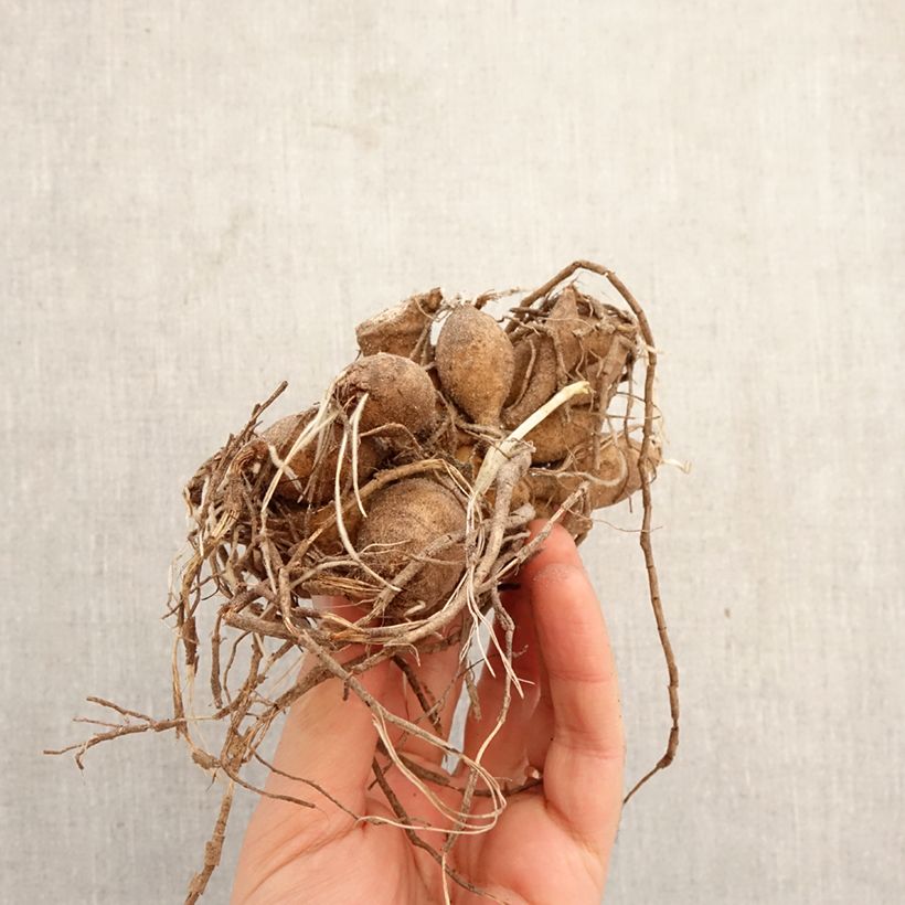 Exemplaar van Dahlia balle Jowey Frambo Bol kaliber I zoals geleverd in de lente