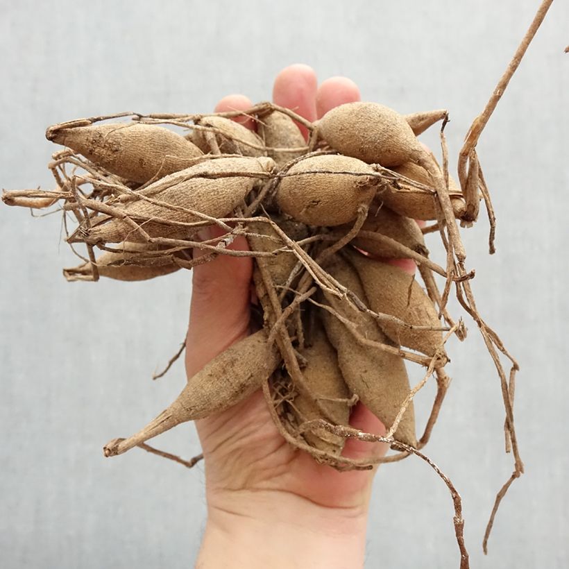 Exemplaar van Dahlia Palmares - baldahlia Bol kaliber I zoals geleverd in de lente