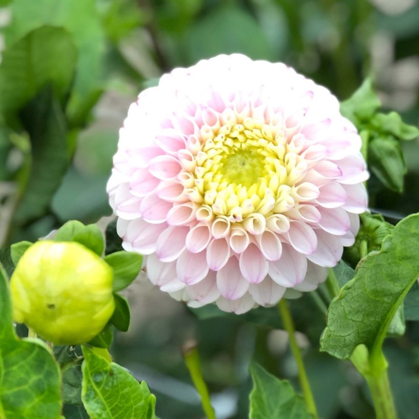 Dahlia Pink Pearl - baldahlia (Bloei)