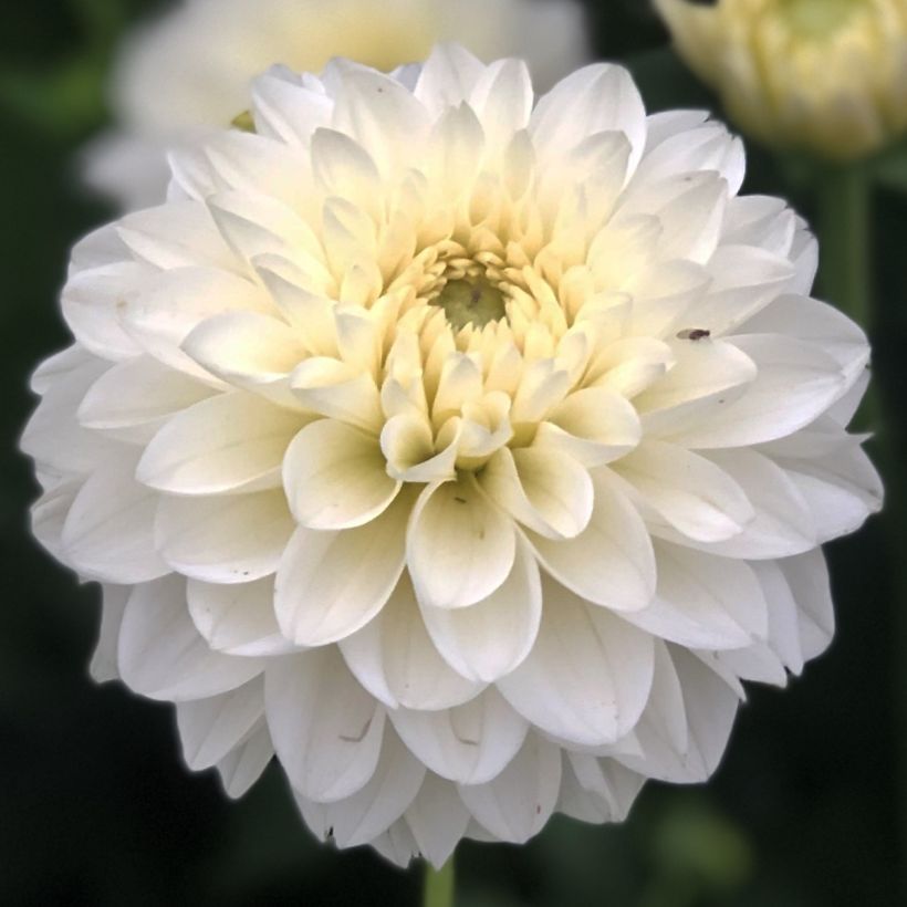 Dahlia Polar Ice - baldahlia (Bloei)