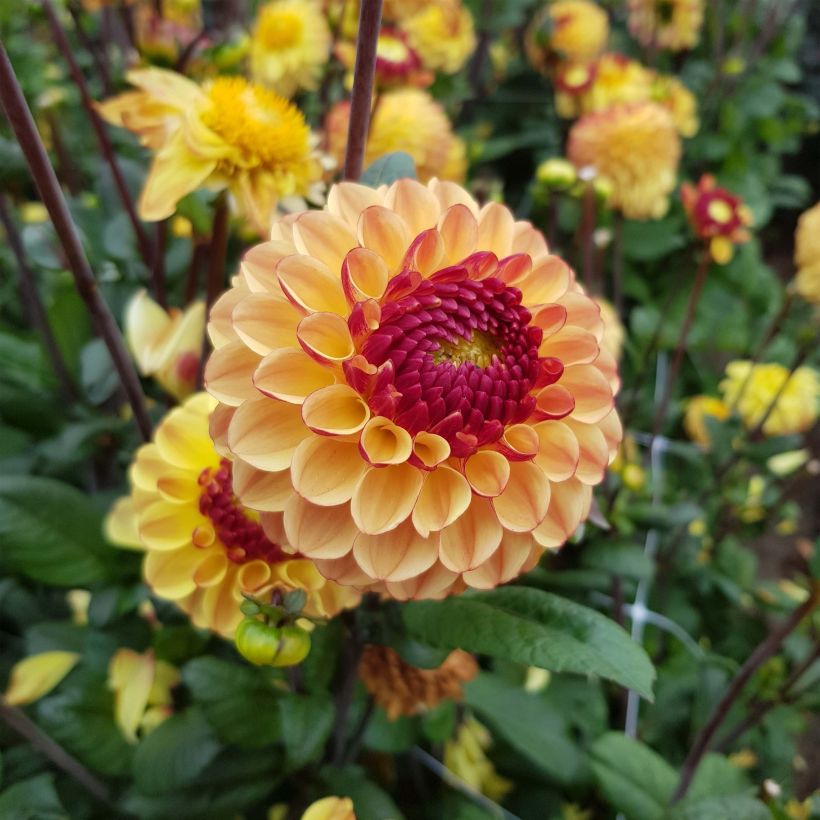 Dahlia Summer Haze - baldahlia (Bloei)