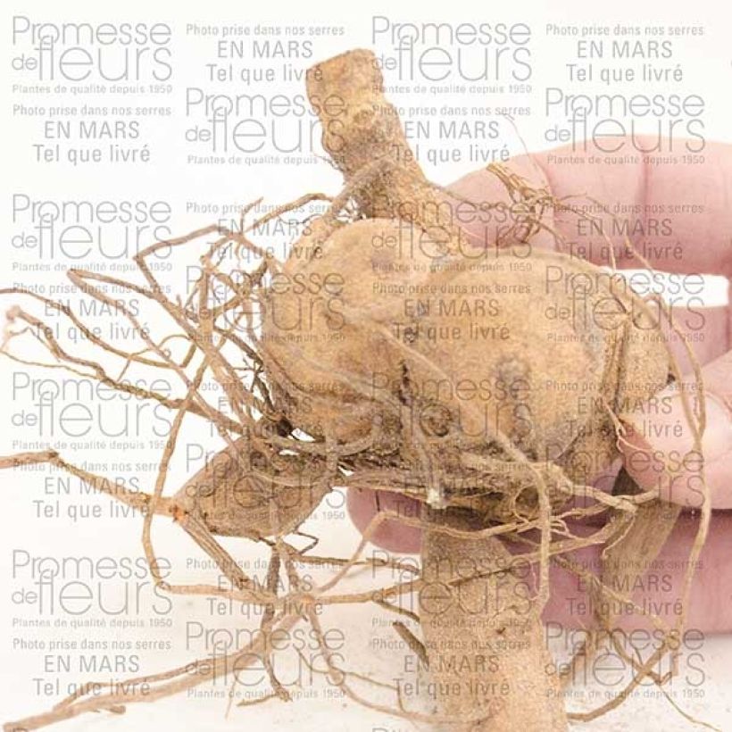 Voorbeeld van een exemplaar van Dahlia Berner Oberland - waterleliedahlia Bol size I zoals geleverd