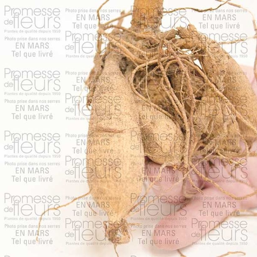 Voorbeeld van een exemplaar van Dahlia Chat Noir - cactusdahlia Bol kaliber I zoals geleverd