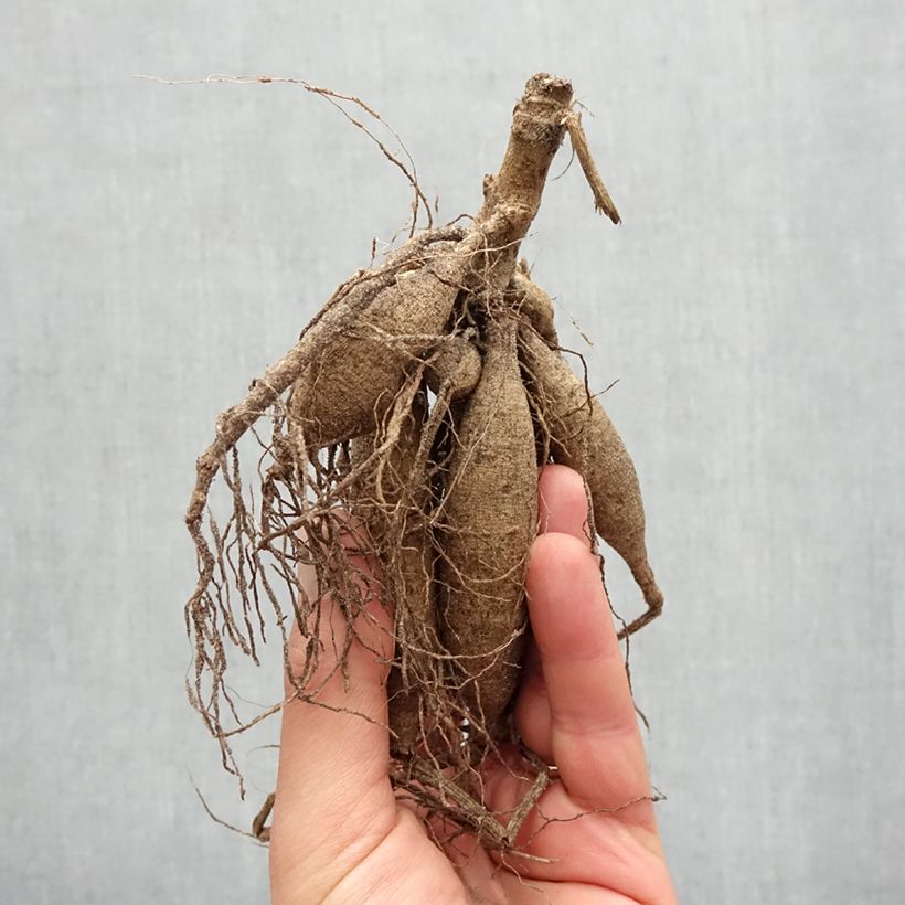 Exemplaar van Dahlia Striped Ambition - cactusdahlia Bol kaliber I zoals geleverd in de lente