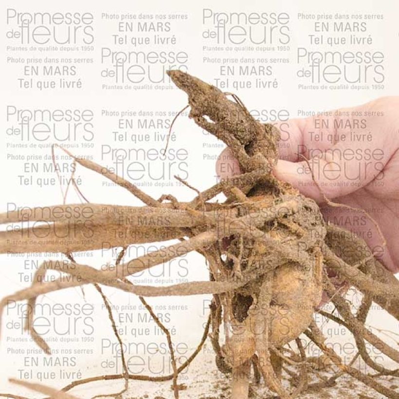 Voorbeeld van een exemplaar van Dahlia My Love - cactusdahlia Bol kaliber I zoals geleverd