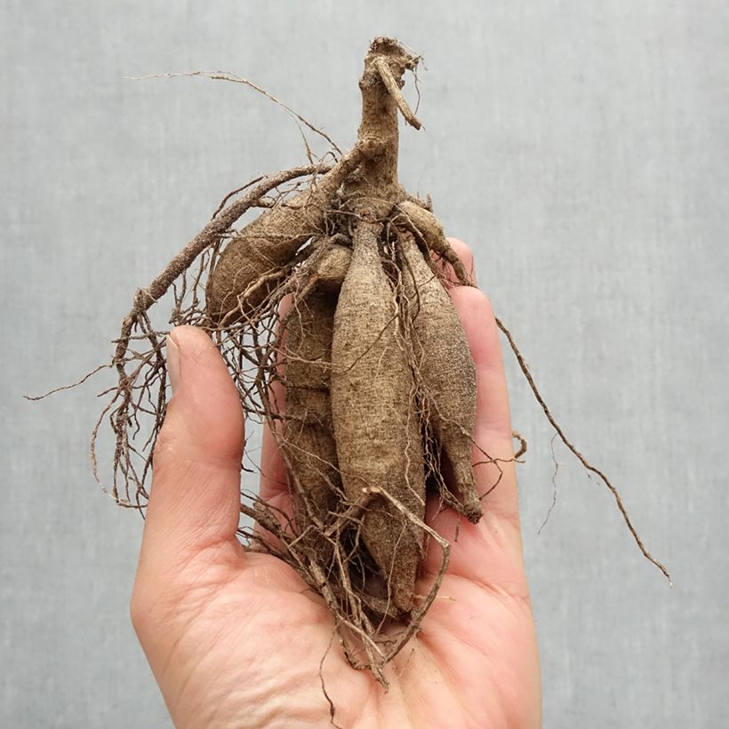 Exemplaar van Dahlia Vuurvogel - cactusdahlia Bol kaliber I zoals geleverd in de lente