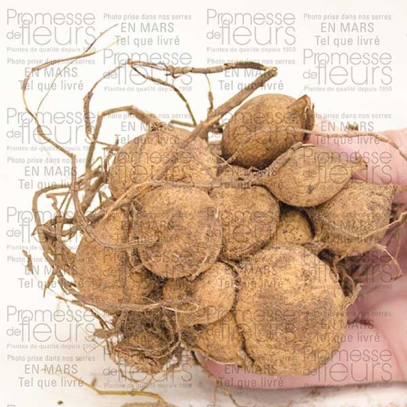 Voorbeeld van een exemplaar van Dahlia Park Princess - cactusdahlia Bol kaliber I zoals geleverd