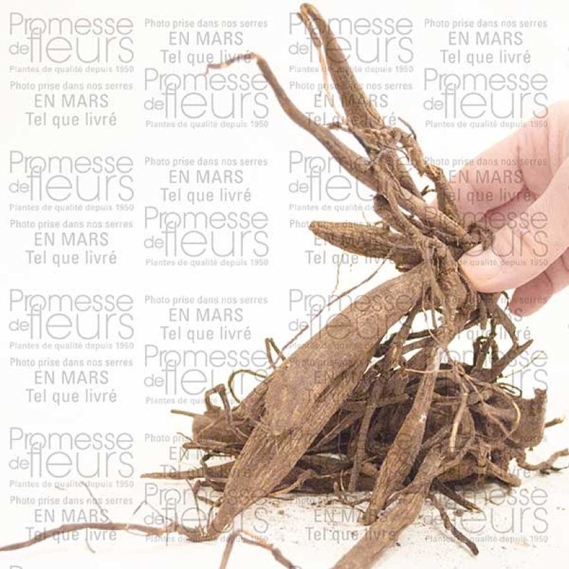 Voorbeeld van een exemplaar van Dahlia Red Majorette - cactusdahlia Bol zoals geleverd