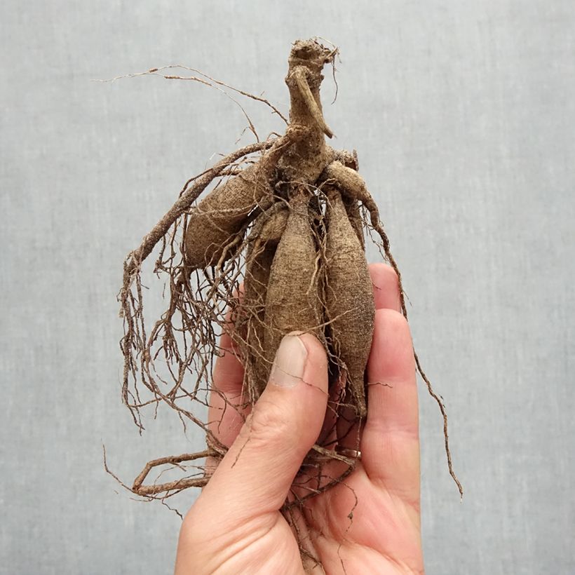 Exemplaar van Dahlia Samourai - cactusdahlia Bol kaliber I zoals geleverd in de lente