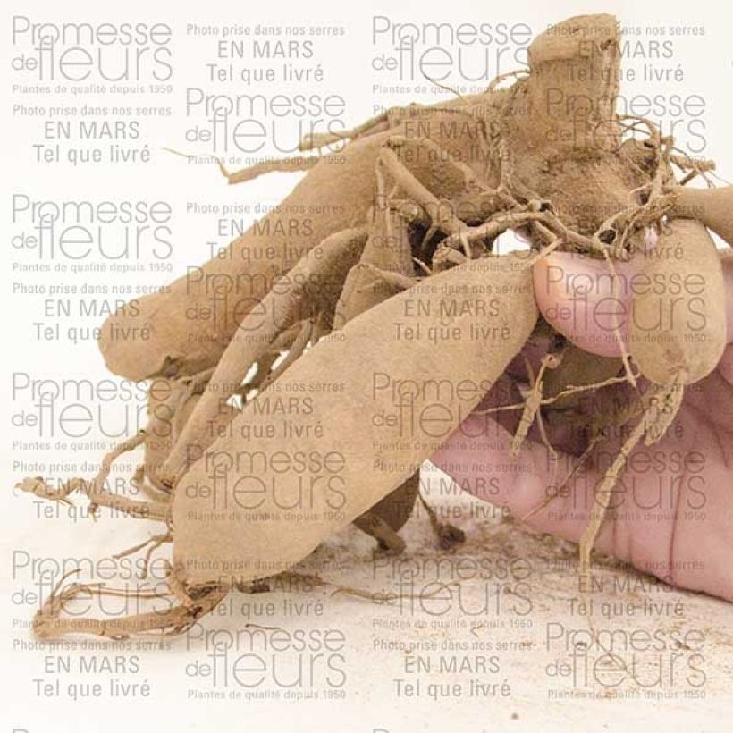 Voorbeeld van een exemplaar van Dahlia Urchin - cactusdahlia Bol size I zoals geleverd