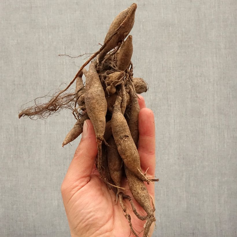 Exemplaar van Dahlia Gerrie Hoek - Waterleliedahlia Bol kaliber I zoals geleverd in de lente