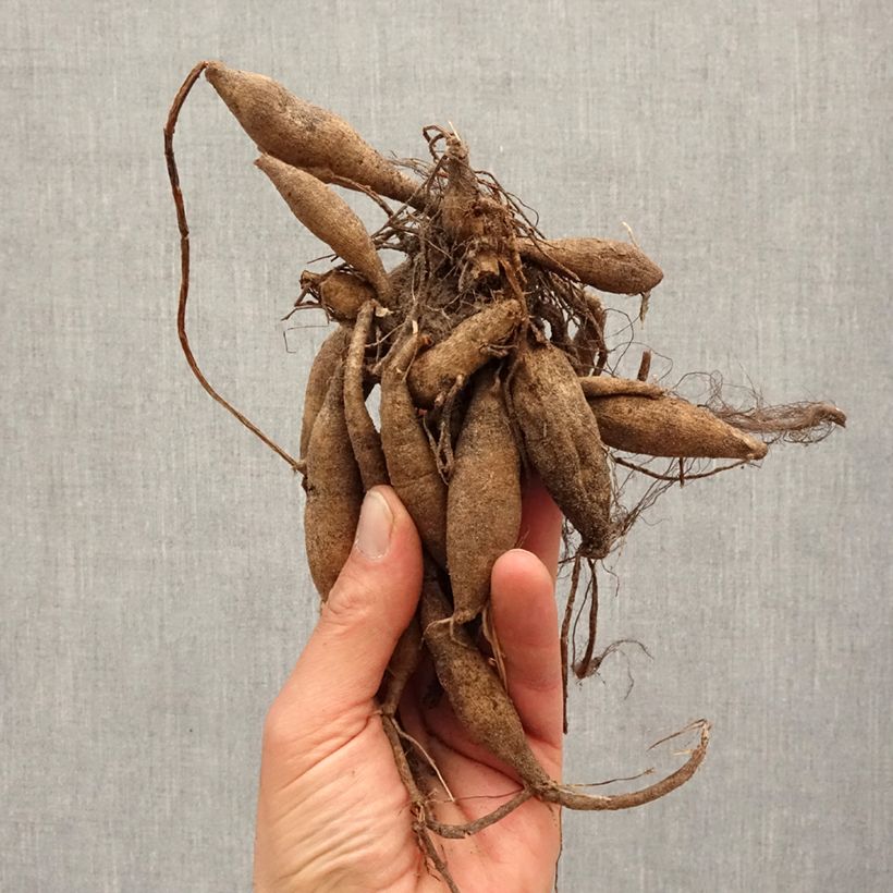 Exemplaar van Dahlia Kilburn Glow - Waterleliedahlia Bol kaliber I zoals geleverd in de lente