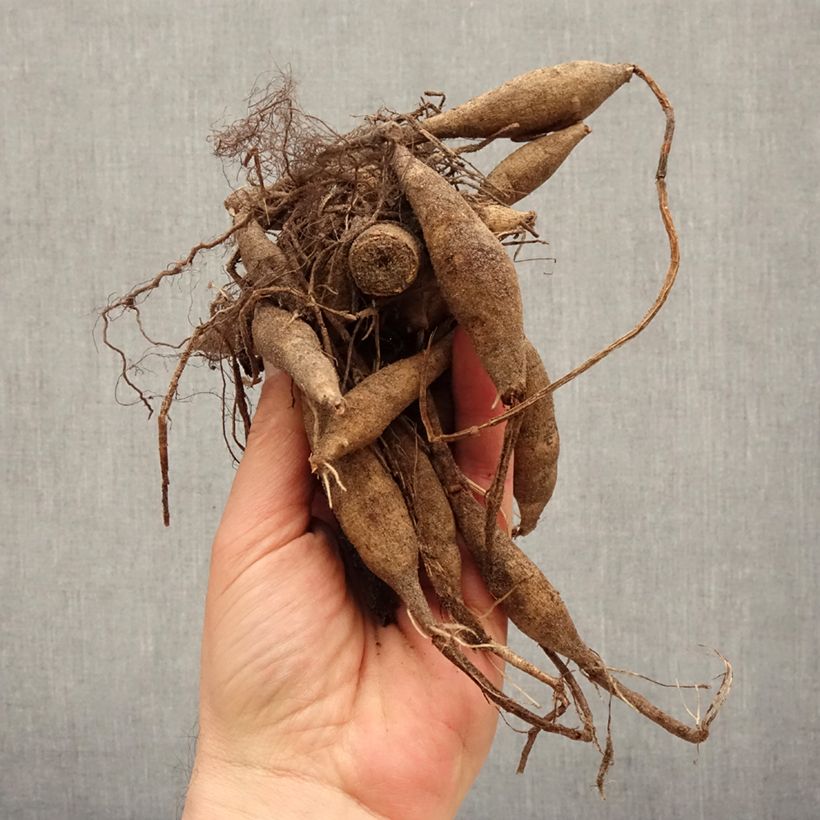 Exemplaar van Dahlia Offshore Dream - Waterleliedahlia Bol kaliber I zoals geleverd in de lente