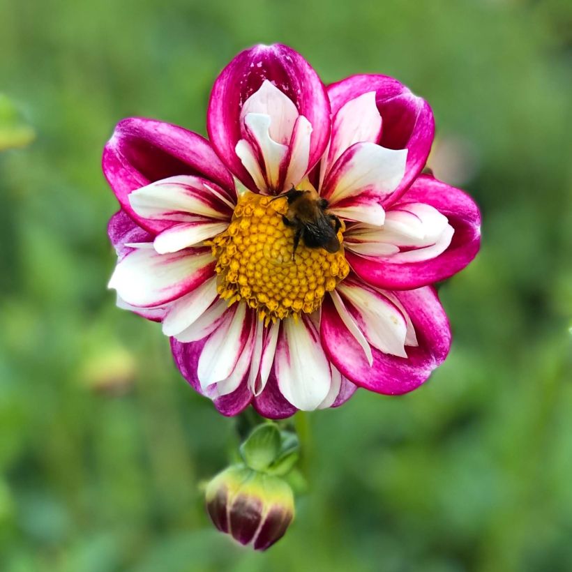 Dahlia Bumble Rumble - collerettedahlia (Bloei)