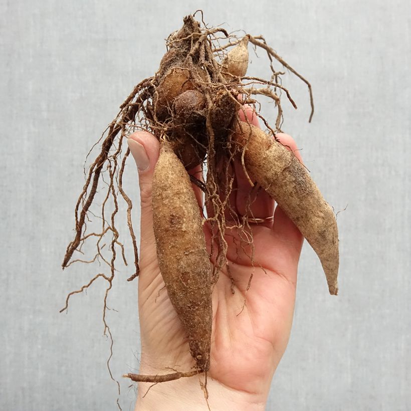 Exemplaar van Dahlia Fashion Monger - Halskraagdahlia Bol kaliber I zoals geleverd in de lente