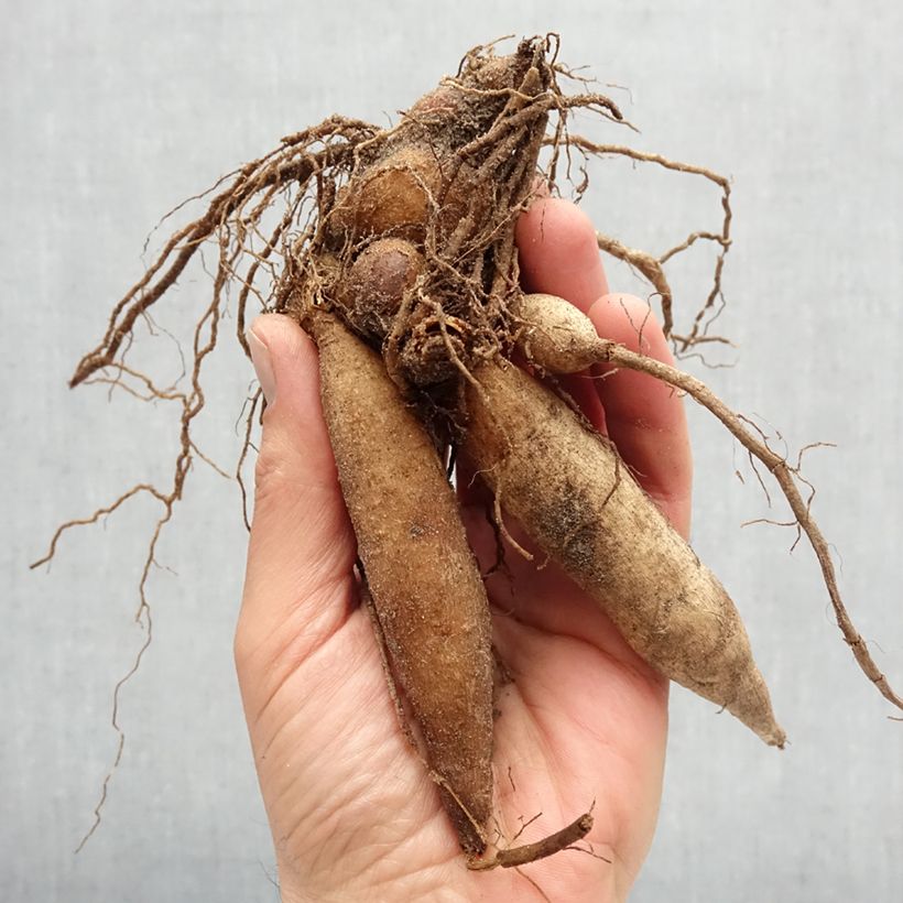 Exemplaar van Dahlia Impression Fantastico - halskraagdahlia Bol kaliber I zoals geleverd in de lente