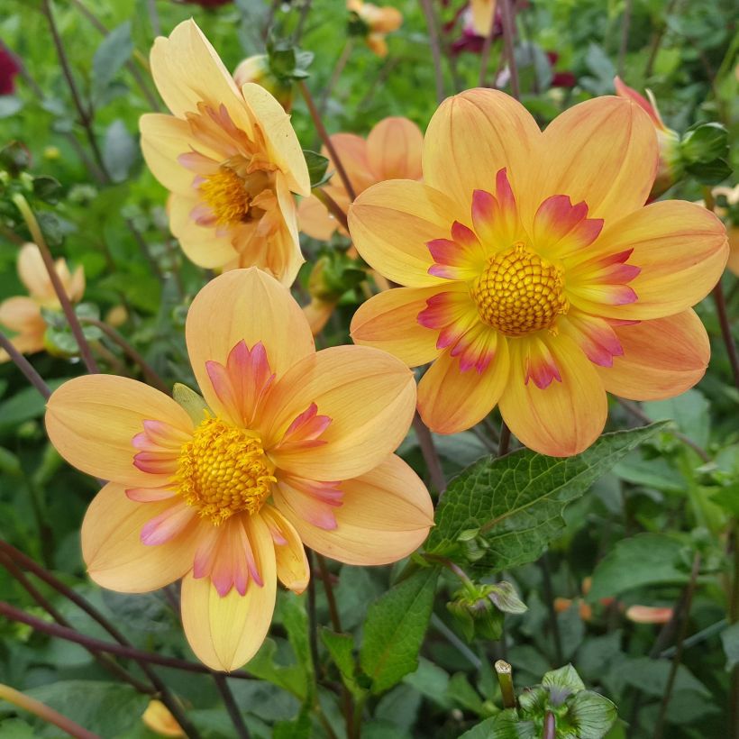 Dahlia Kelsey Annie Joy - halskraagdahlia (Bloei)