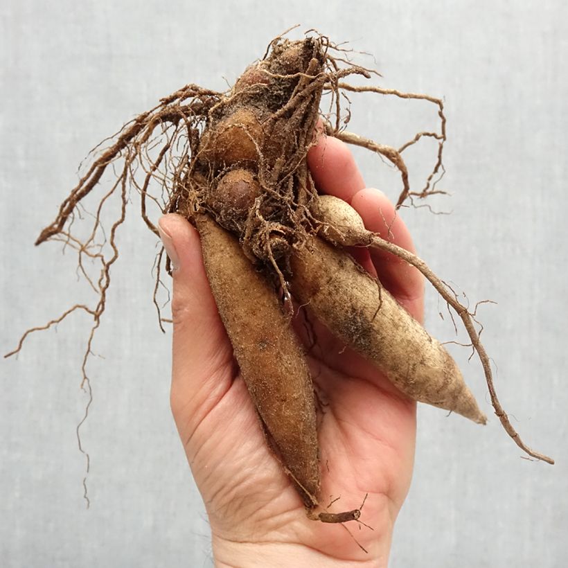 Exemplaar van Dahlia Kelsey Annie Joy - halskraagdahlia Bol kaliber I zoals geleverd in de lente