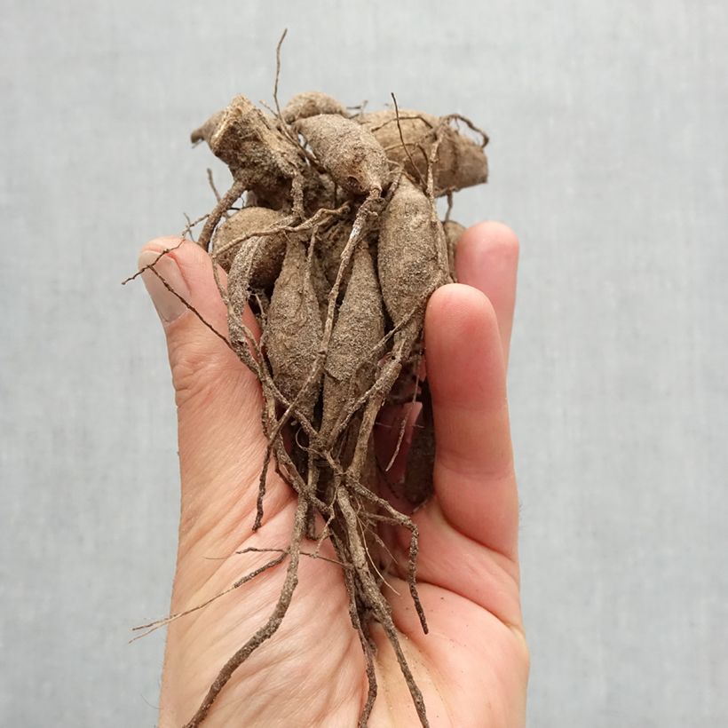 Exemplaar van Dahlia All That Jazz - decoratieve dahlia Bol kaliber I zoals geleverd in de lente