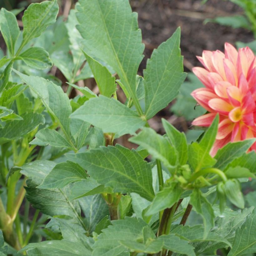 Dahlia Crazy Legs - decoratieve dahlia (Blad)