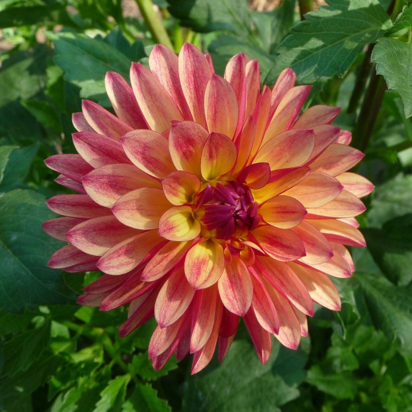 Dahlia Crazy Legs - decoratieve dahlia (Bloei)