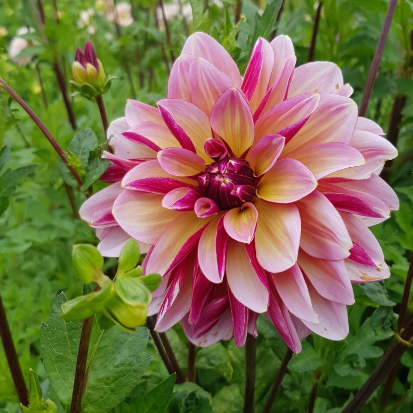 Dahlia Dark Butterfly - decoratieve dahlia (Bloei)