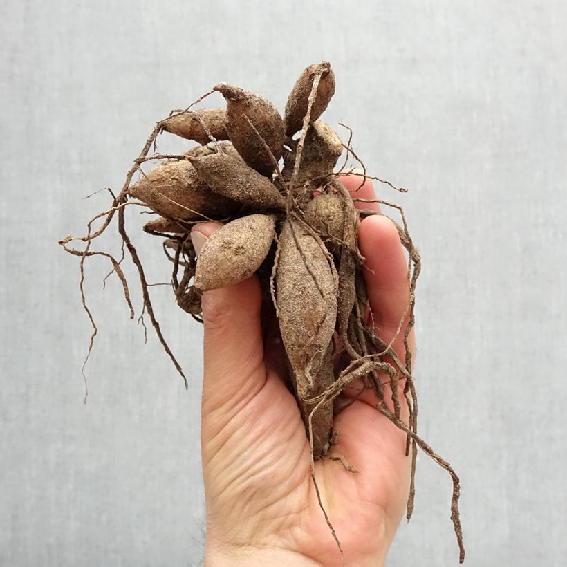 Exemplaar van Dahlia Dr Hans Riecke - decoratieve dahlia Bol zoals geleverd in de lente