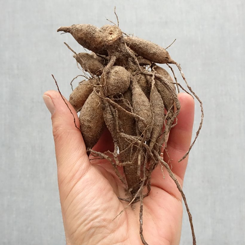 Exemplaar van Dahlia Golden Emblem - decoratieve dahlia Bol kaliber I zoals geleverd in de lente