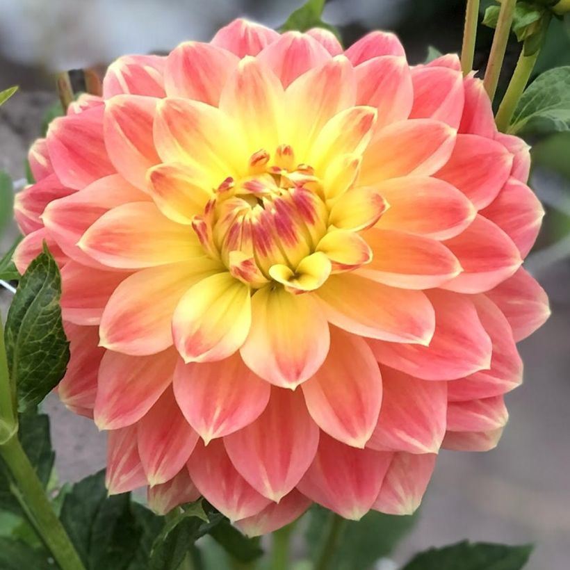 Dahlia October Sky - decoratieve dahlia (Bloei)